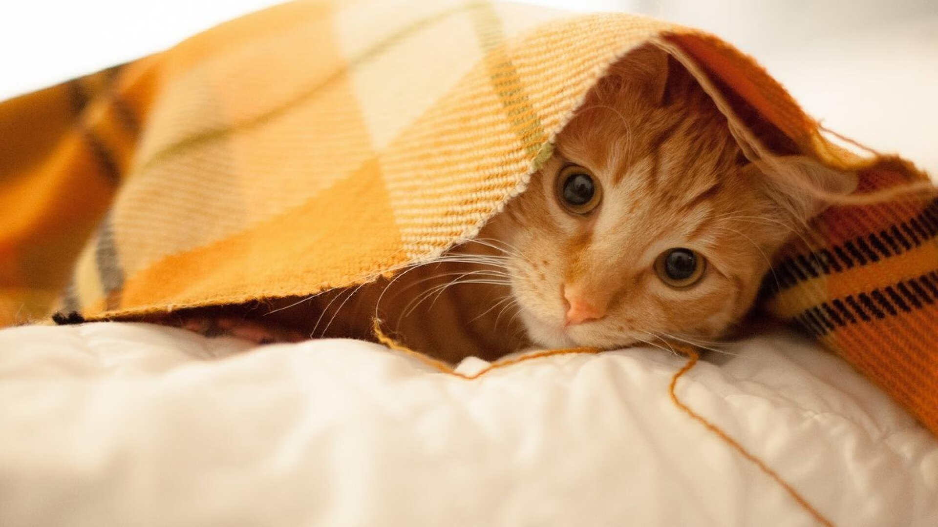 开云中国-美国男足在巴黎奥运会比赛中以1-0战胜法国,美国男足夺冠