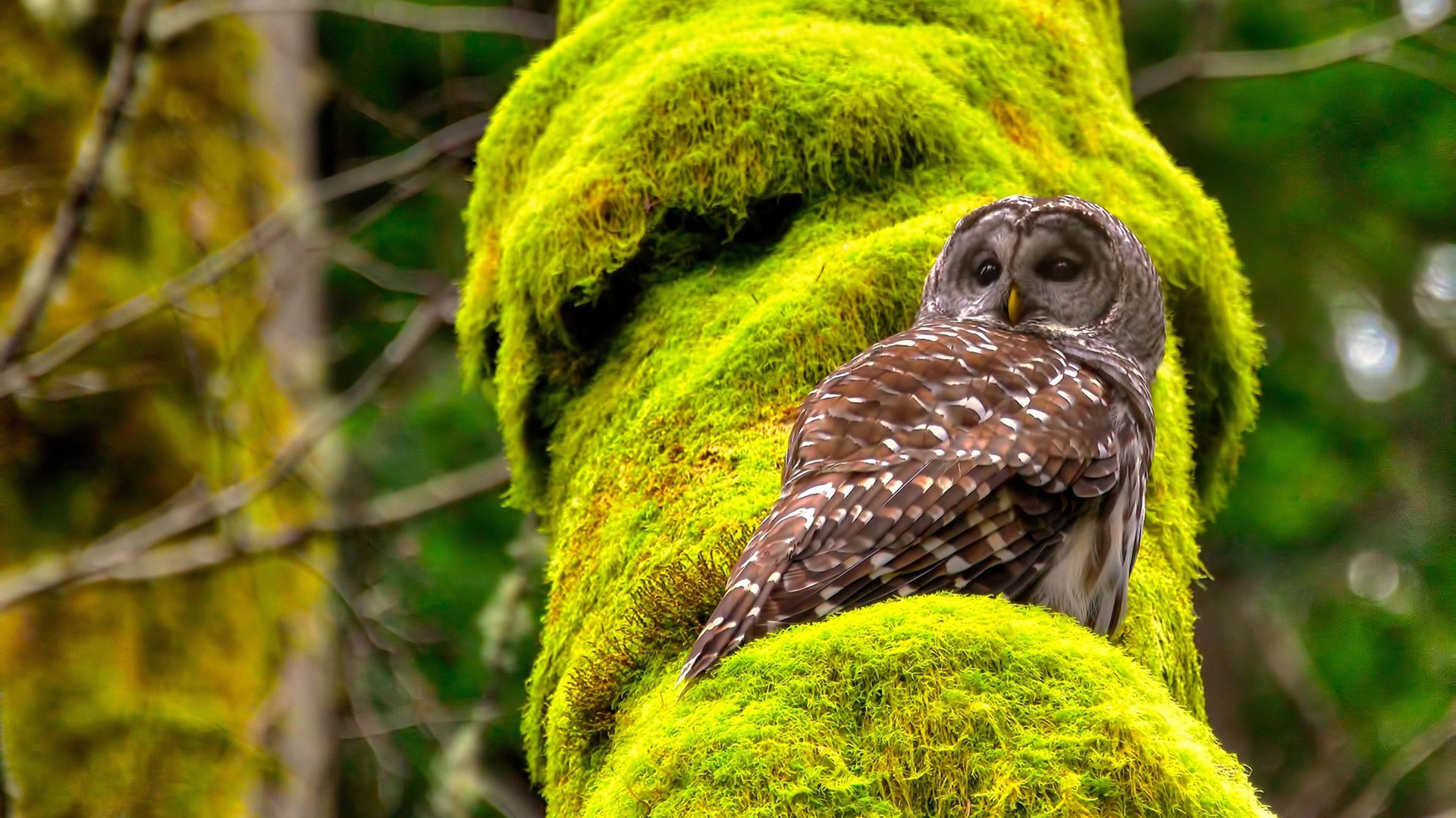 开云-篮球运动员专项技能动作标准化培训体系构建与应用研究,篮球运动员基本技术