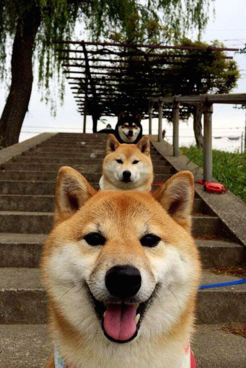 开云官方网站-“2025世界运动会:东桃花岛缆绳滑水大赛火热开赛”