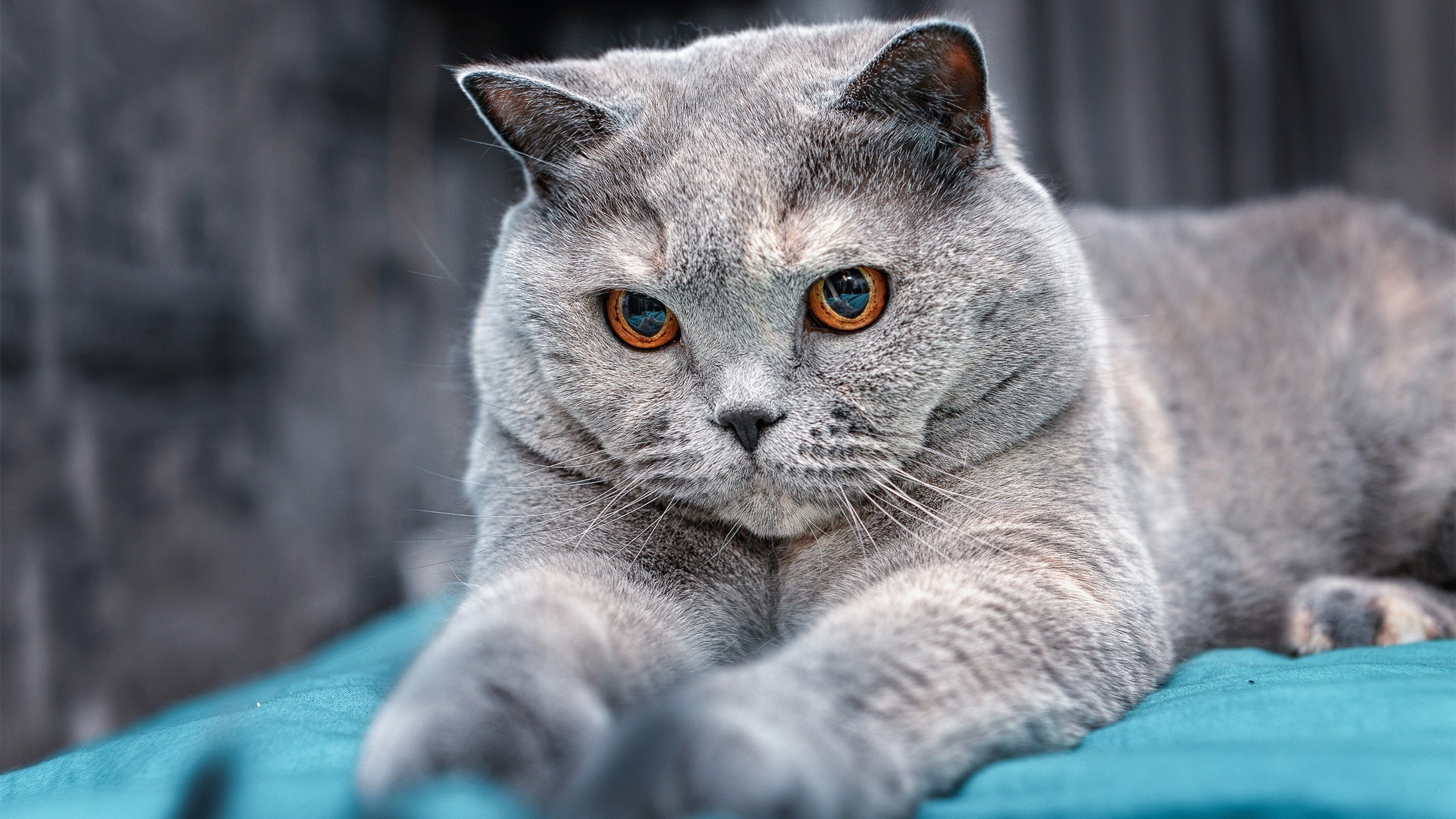 开云官方网站-“2025世界运动会:东桃花岛缆绳滑水大赛火热开赛”