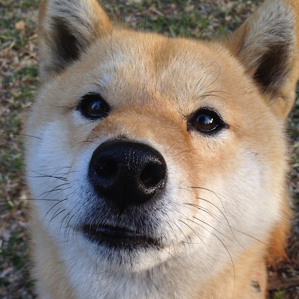 开云·体育全站登录地址-双塔阵容在现代篮球中的新生思路，双塔组合拿过什么冠军