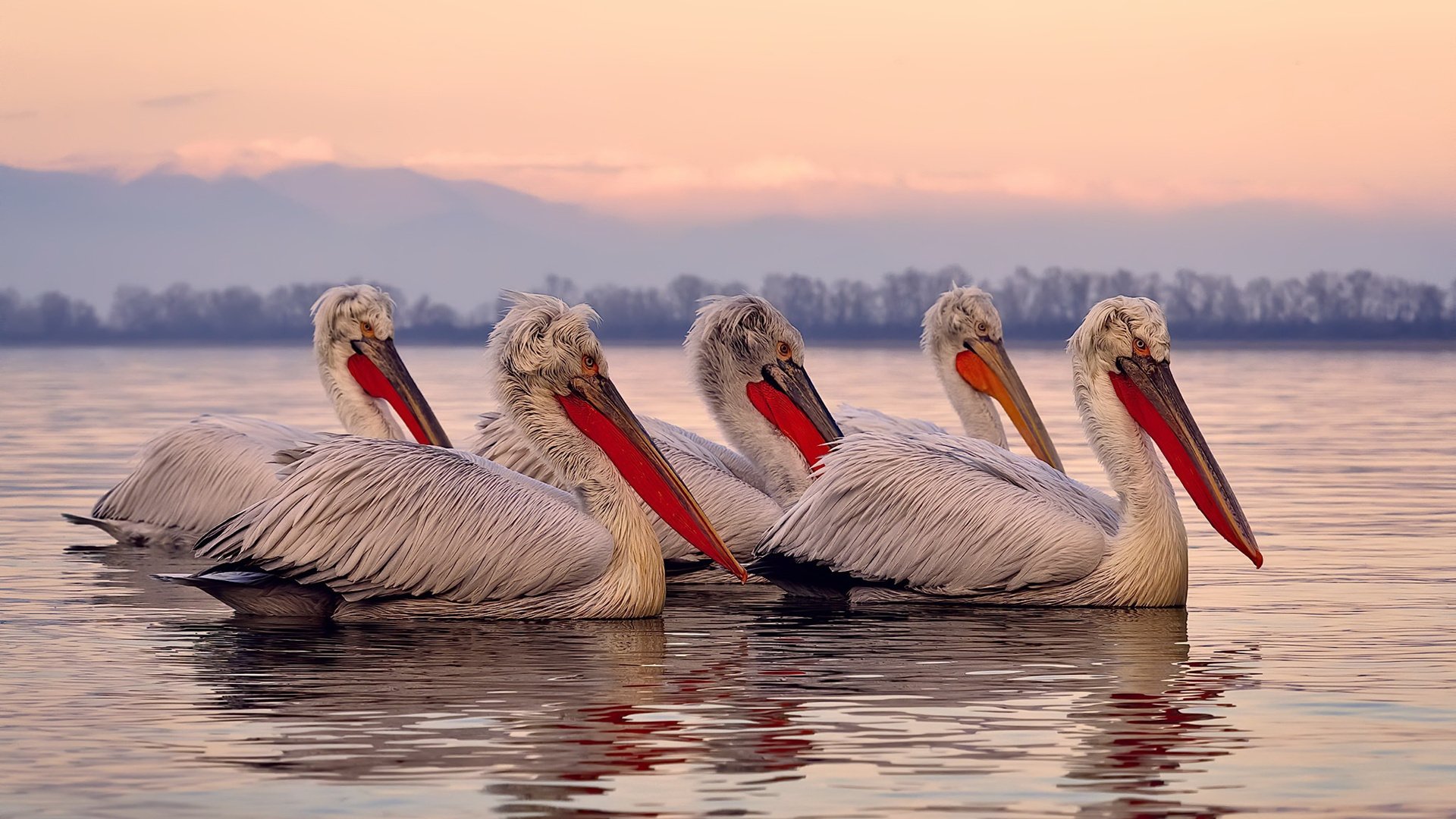 kaiyun网站-拜仁被视为全球俱乐部战术进化模板之一，拜仁阵营
