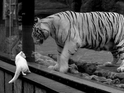 开云官方网站-利物浦欧冠征途上扬，目标再登巅峰